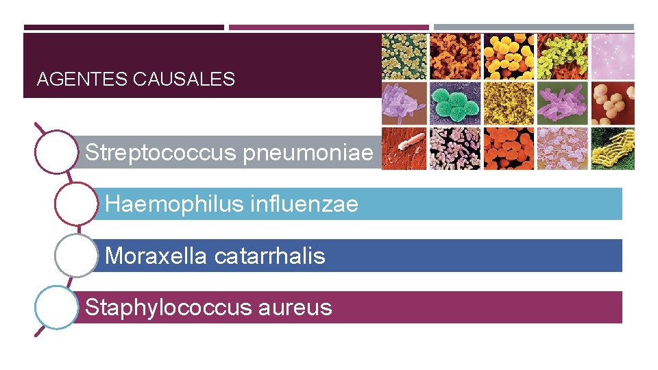 AGENTES CAUSALES Streptococcus pneumoniae Haemophilus influenzae Moraxella catarrhalis Staphylococcus aureus 