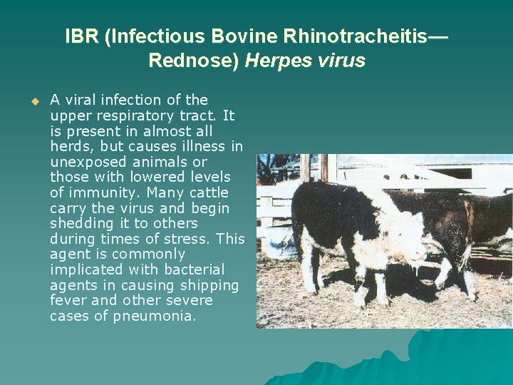IBR (Infectious Bovine Rhinotracheitis— Rednose) Herpes virus u A viral infection of the upper