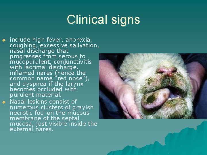 Clinical signs u u include high fever, anorexia, coughing, excessive salivation, nasal discharge that