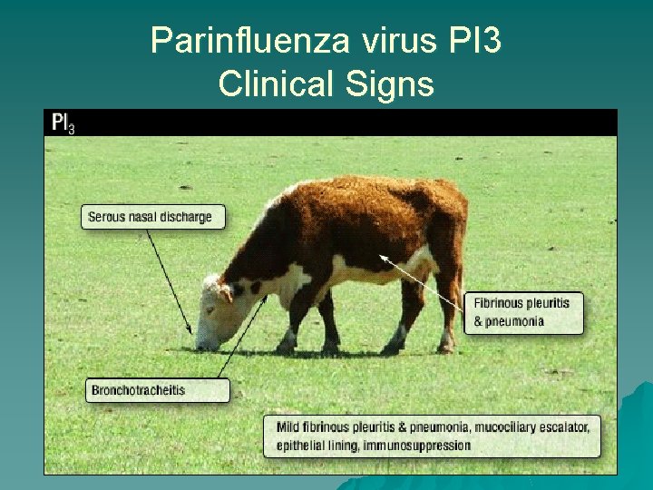 Parinfluenza virus PI 3 Clinical Signs 