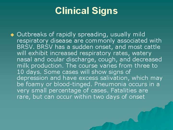 Clinical Signs u Outbreaks of rapidly spreading, usually mild respiratory disease are commonly associated
