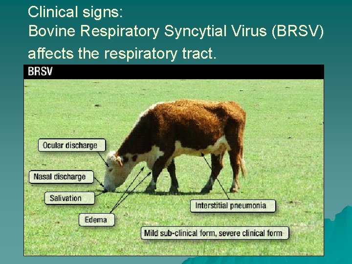 Clinical signs: Bovine Respiratory Syncytial Virus (BRSV) affects the respiratory tract. 