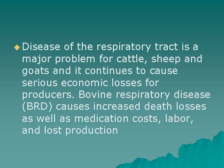 u Disease of the respiratory tract is a major problem for cattle, sheep and