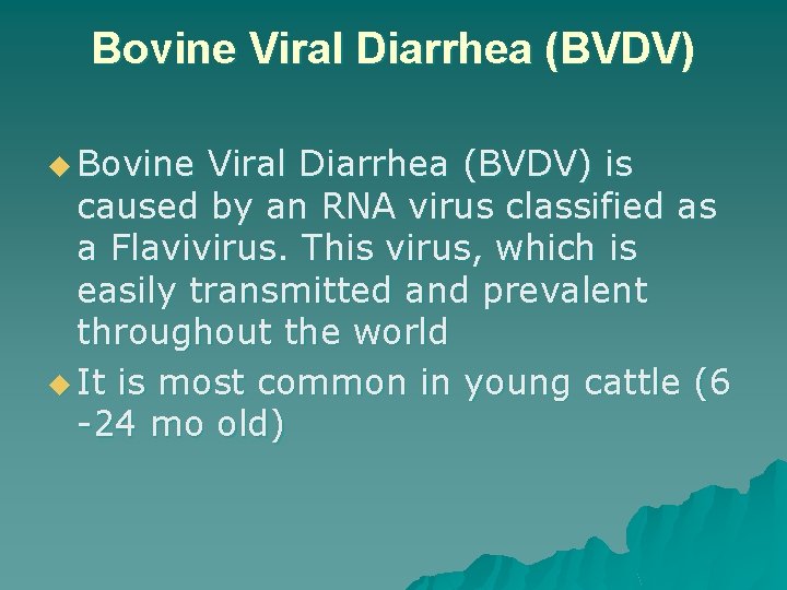Bovine Viral Diarrhea (BVDV) u Bovine Viral Diarrhea (BVDV) is caused by an RNA