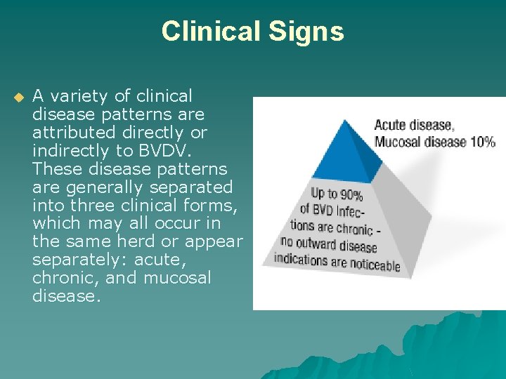 Clinical Signs u A variety of clinical disease patterns are attributed directly or indirectly