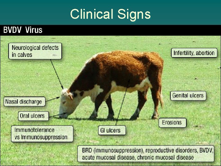 Clinical Signs 
