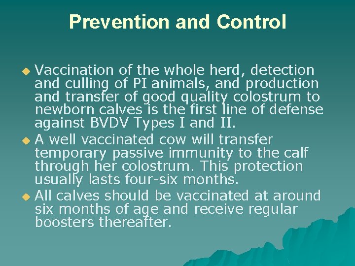 Prevention and Control Vaccination of the whole herd, detection and culling of PI animals,