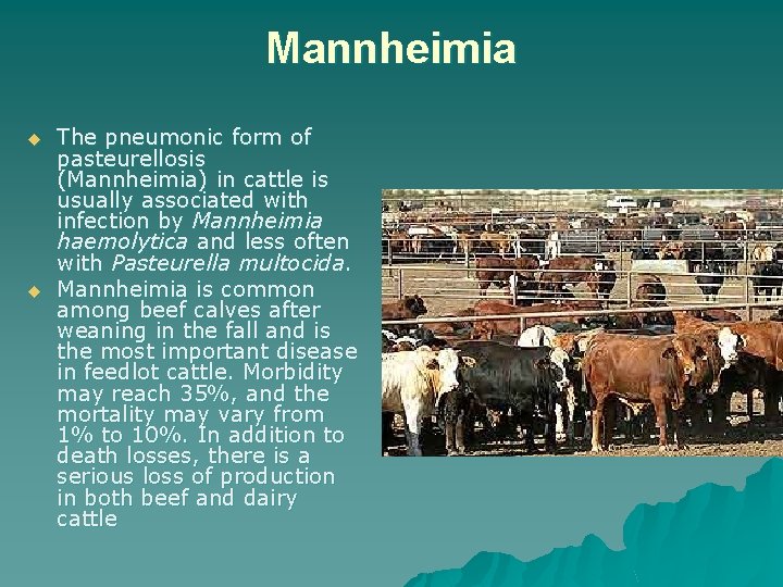 Mannheimia u u The pneumonic form of pasteurellosis (Mannheimia) in cattle is usually associated