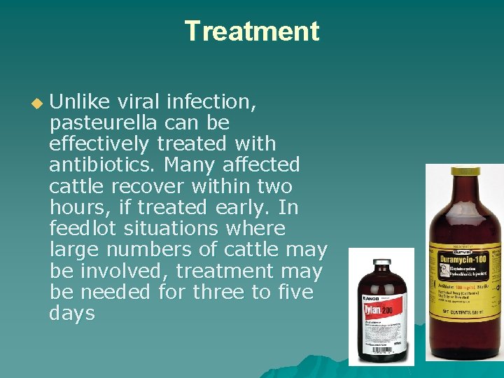 Treatment u Unlike viral infection, pasteurella can be effectively treated with antibiotics. Many affected