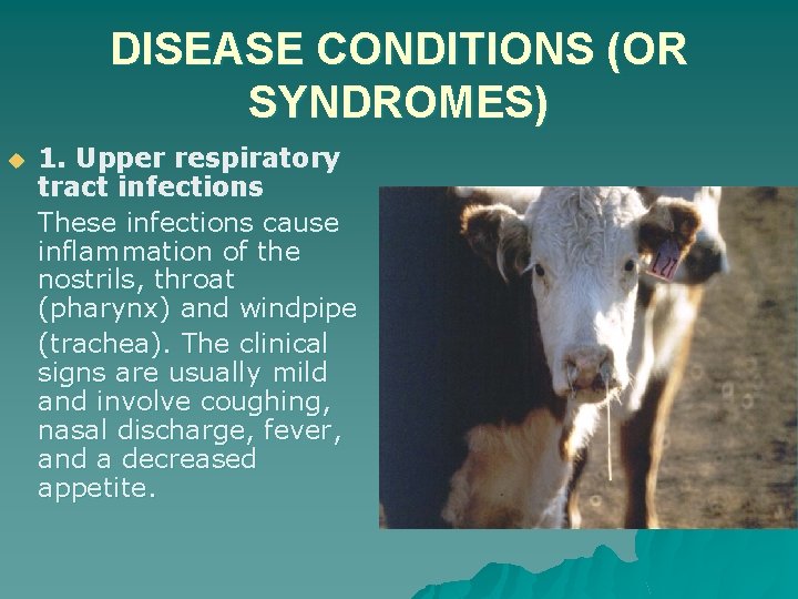 DISEASE CONDITIONS (OR SYNDROMES) u 1. Upper respiratory tract infections These infections cause inflammation