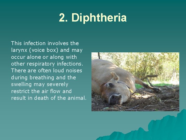 2. Diphtheria This infection involves the larynx (voice box) and may occur alone or