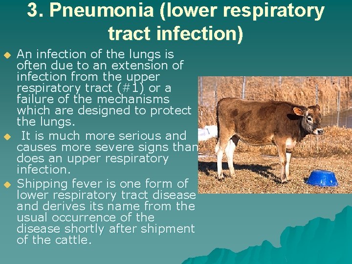 3. Pneumonia (lower respiratory tract infection) u u u An infection of the lungs