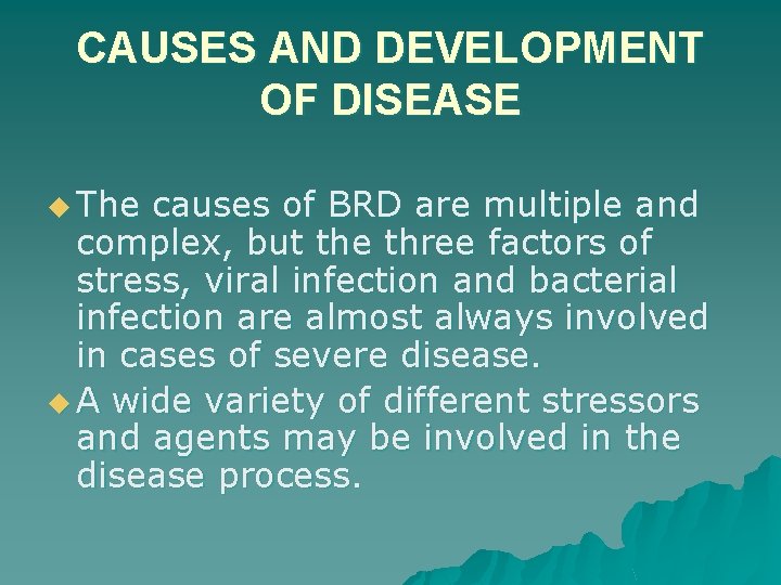CAUSES AND DEVELOPMENT OF DISEASE u The causes of BRD are multiple and complex,