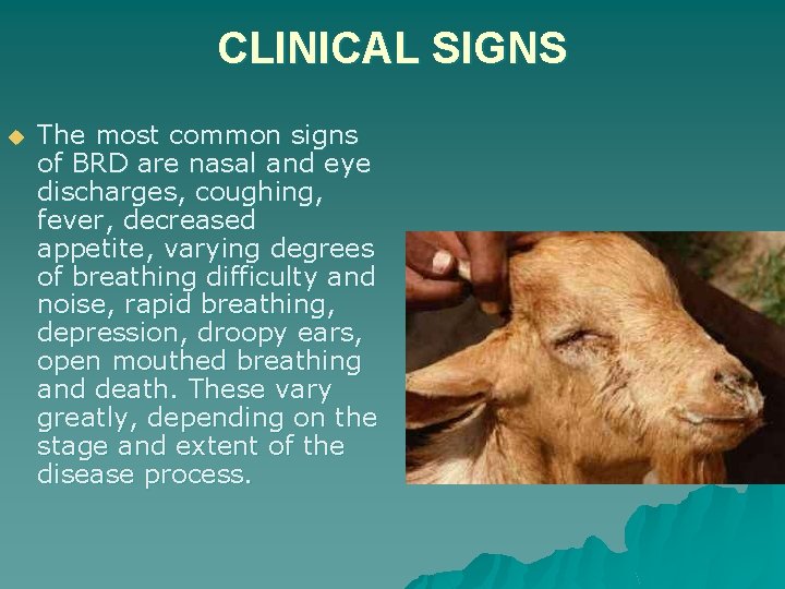 CLINICAL SIGNS u The most common signs of BRD are nasal and eye discharges,