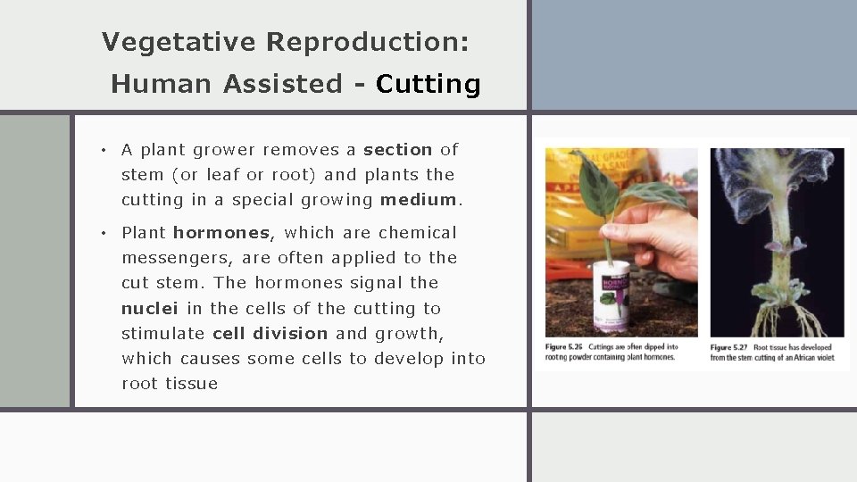 Vegetative Reproduction: Human Assisted - Cutting • A plant grower removes a section of