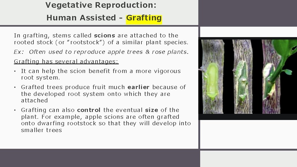 Vegetative Reproduction: Human Assisted - Grafting In grafting, stems called scions are attached to