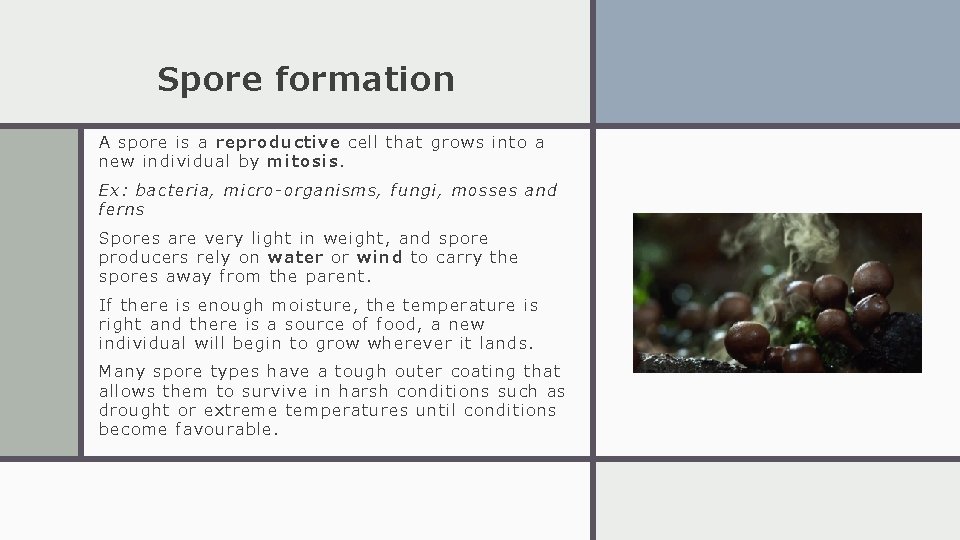 Spore formation A spore is a reproductive cell that grows into a new individual