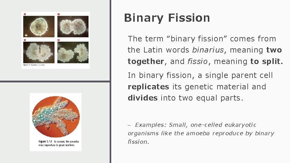 Binary Fission The term “binary fission” comes from the Latin words binarius, meaning two