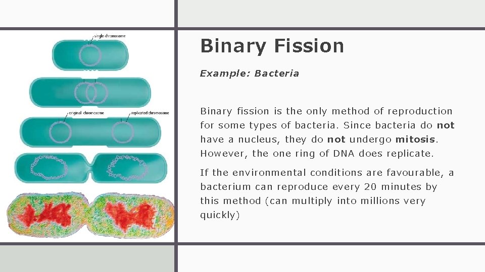 Binary Fission Example: Bacteria Binary fission is the only method of reproduction for some