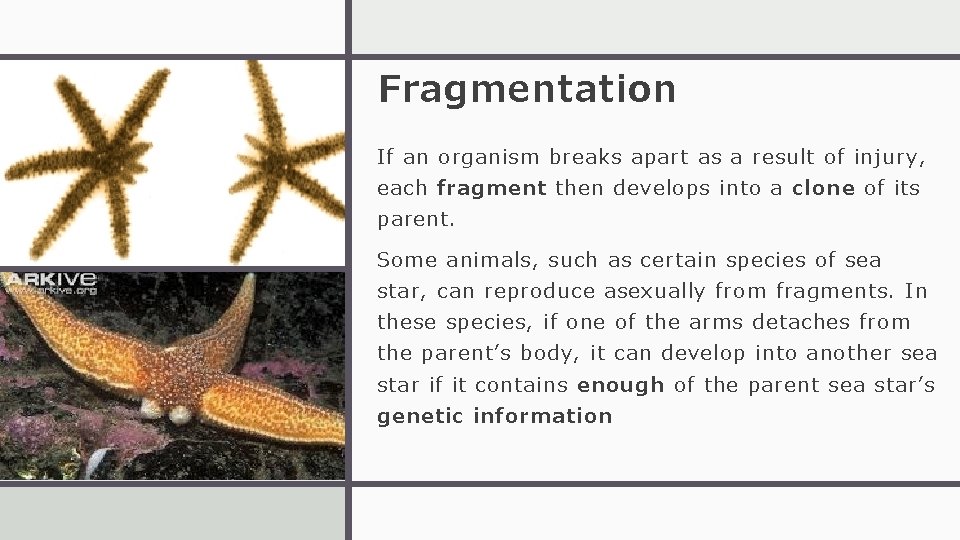 Fragmentation If an organism breaks apart as a result of injury, each fragment then