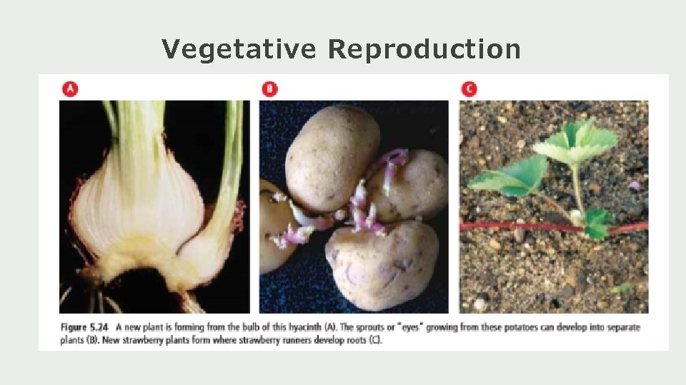 Vegetative Reproduction 