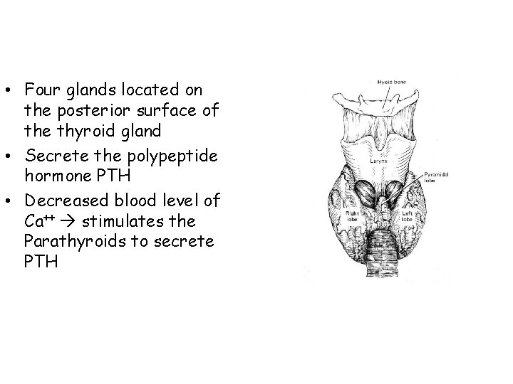  • Four glands located on the posterior surface of the thyroid gland •