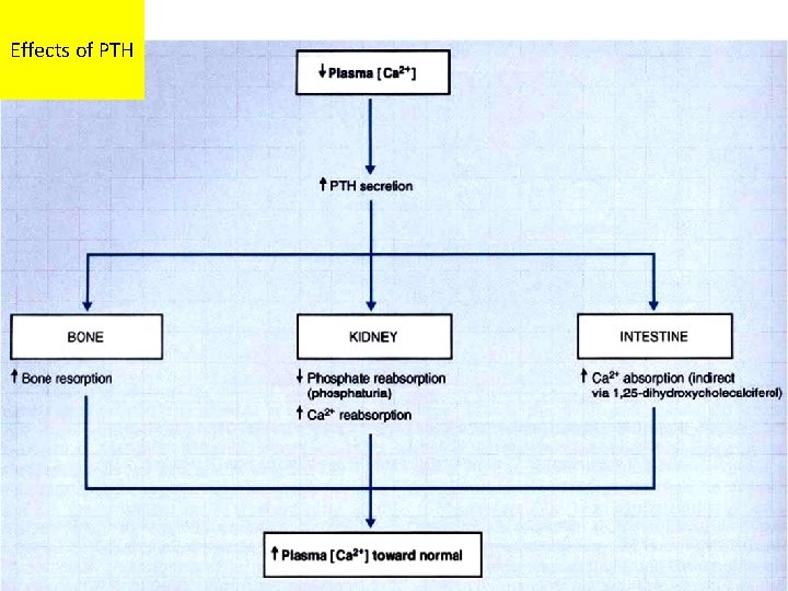 Effects of PTH 