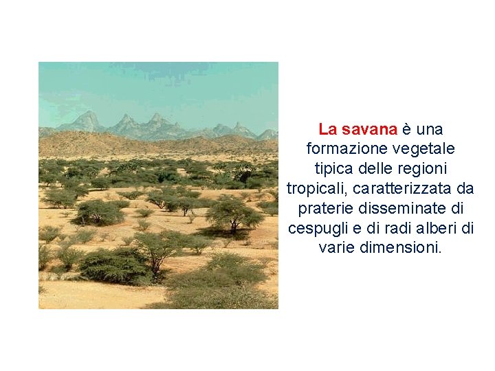 La savana è una formazione vegetale tipica delle regioni tropicali, caratterizzata da praterie disseminate