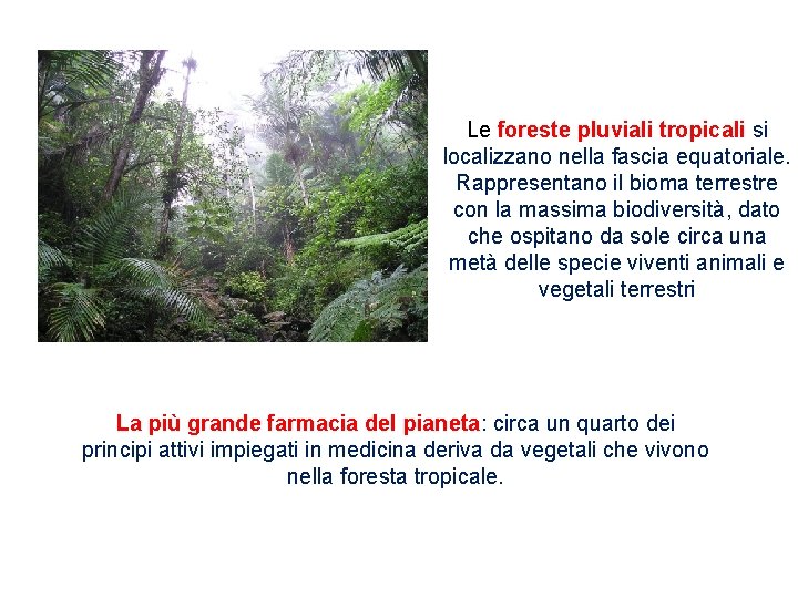 Le foreste pluviali tropicali si localizzano nella fascia equatoriale. Rappresentano il bioma terrestre con
