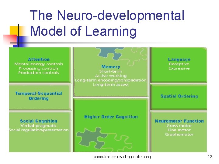 The Neuro-developmental Model of Learning www. lexiconreadingcenter. org 12 