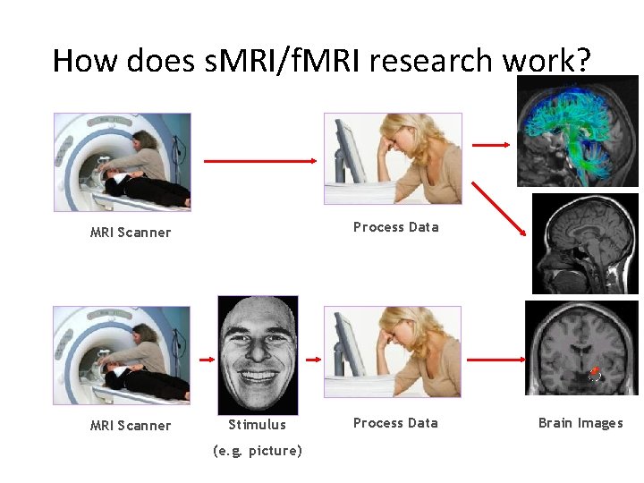 How does s. MRI/f. MRI research work? Process Data MRI Scanner Stimulus (e. g.