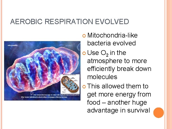 AEROBIC RESPIRATION EVOLVED Mitochondria-like bacteria evolved Use O 2 in the atmosphere to more