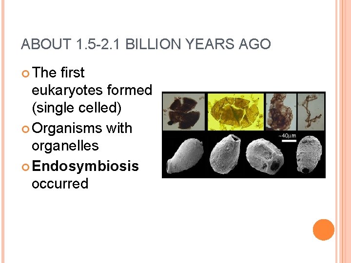 ABOUT 1. 5 -2. 1 BILLION YEARS AGO The first eukaryotes formed (single celled)
