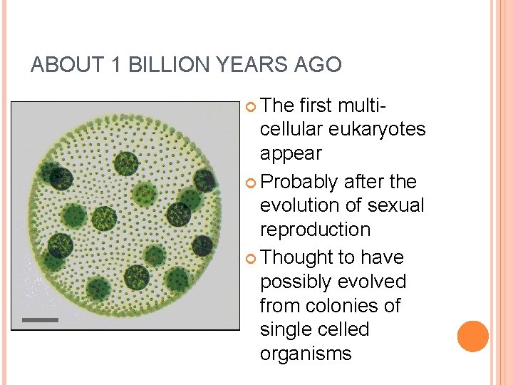 ABOUT 1 BILLION YEARS AGO The first multicellular eukaryotes appear Probably after the evolution