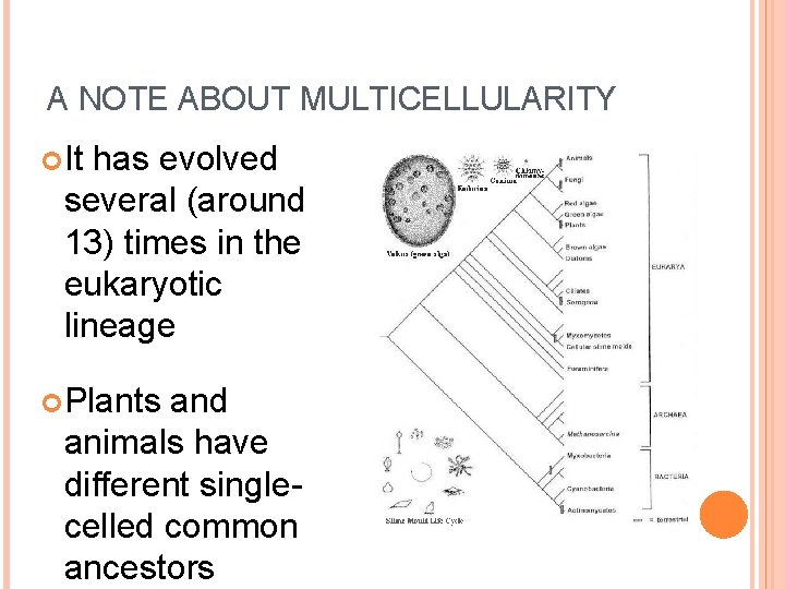 A NOTE ABOUT MULTICELLULARITY It has evolved several (around 13) times in the eukaryotic