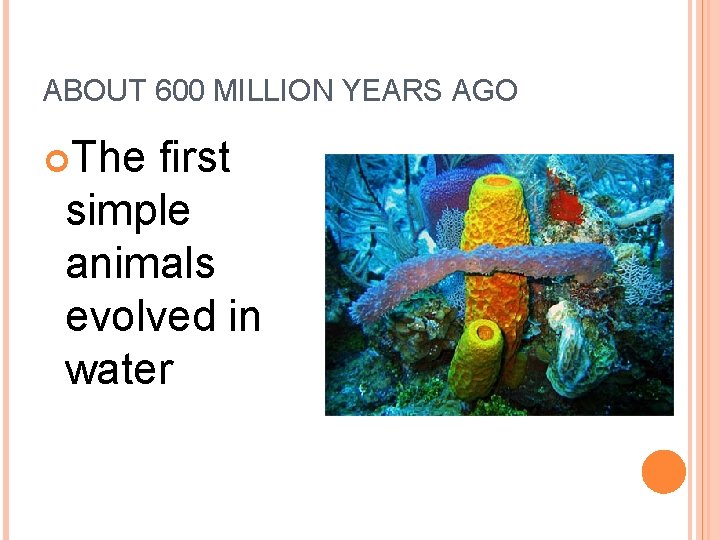 ABOUT 600 MILLION YEARS AGO The first simple animals evolved in water 
