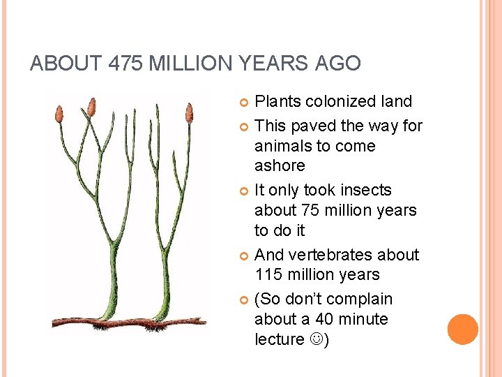 ABOUT 475 MILLION YEARS AGO Plants colonized land This paved the way for animals