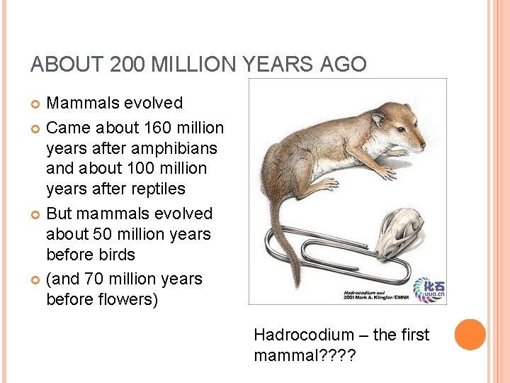 ABOUT 200 MILLION YEARS AGO Mammals evolved Came about 160 million years after amphibians