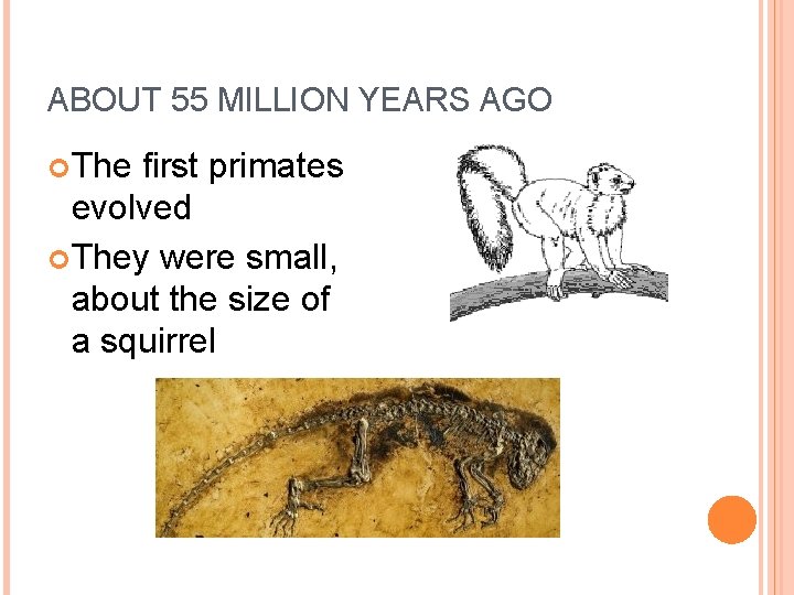 ABOUT 55 MILLION YEARS AGO The first primates evolved They were small, about the