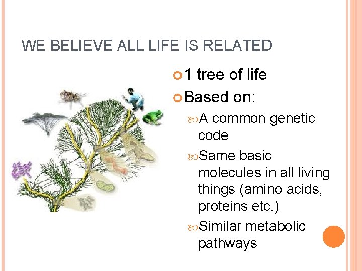 WE BELIEVE ALL LIFE IS RELATED 1 tree of life Based on: A common