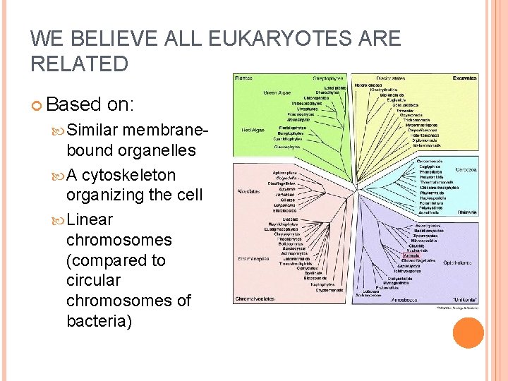 WE BELIEVE ALL EUKARYOTES ARE RELATED Based on: Similar membranebound organelles A cytoskeleton organizing