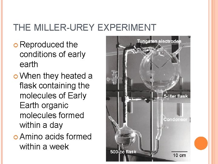 THE MILLER-UREY EXPERIMENT Reproduced the conditions of early earth When they heated a flask