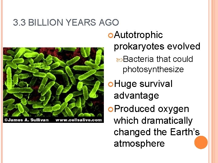 3. 3 BILLION YEARS AGO Autotrophic prokaryotes evolved Bacteria that could photosynthesize Huge survival