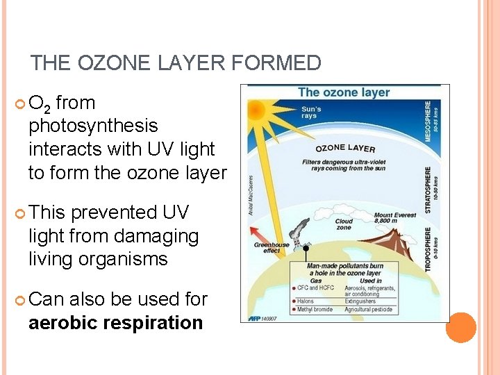 THE OZONE LAYER FORMED O 2 from photosynthesis interacts with UV light to form