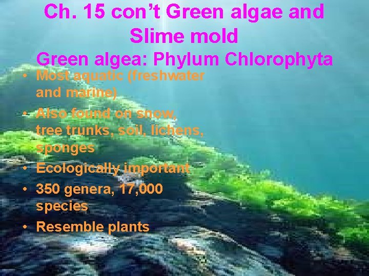 Ch. 15 con’t Green algae and Slime mold Green algea: Phylum Chlorophyta • Most