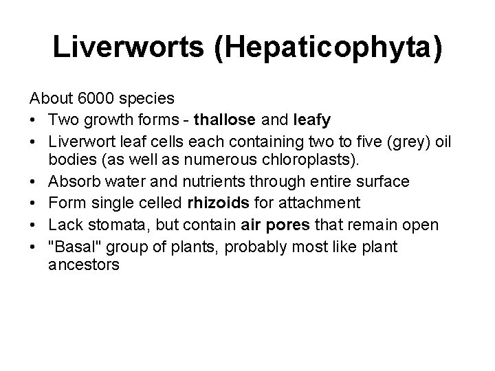 Liverworts (Hepaticophyta) About 6000 species • Two growth forms - thallose and leafy •