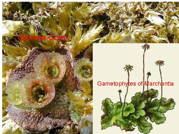 Gemma Cups Gametophytes of Marchantia 