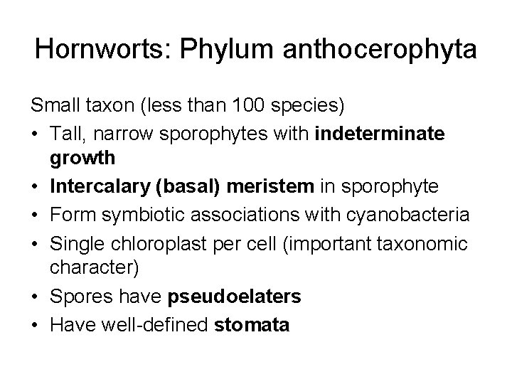 Hornworts: Phylum anthocerophyta Small taxon (less than 100 species) • Tall, narrow sporophytes with