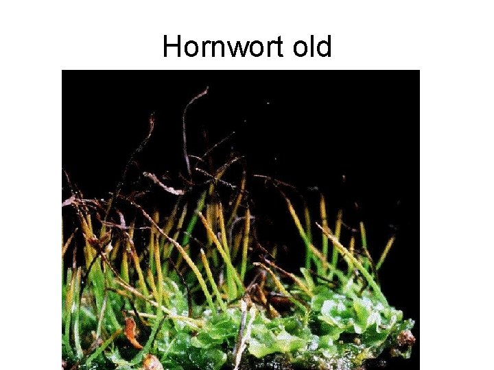Hornwort old 