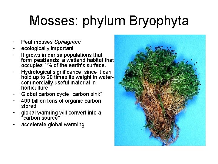 Mosses: phylum Bryophyta • • Peat mosses Sphagnum ecologically important It grows in dense